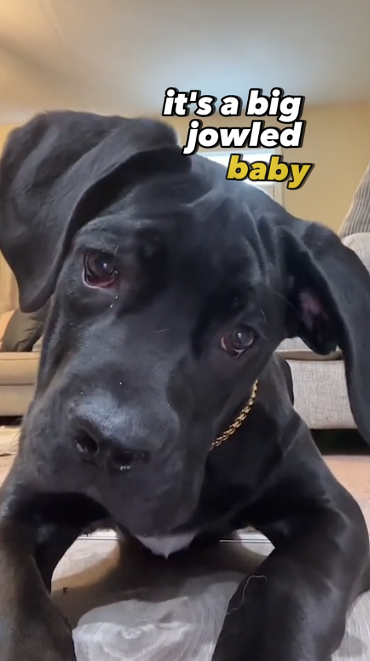 how we make songs about dogs